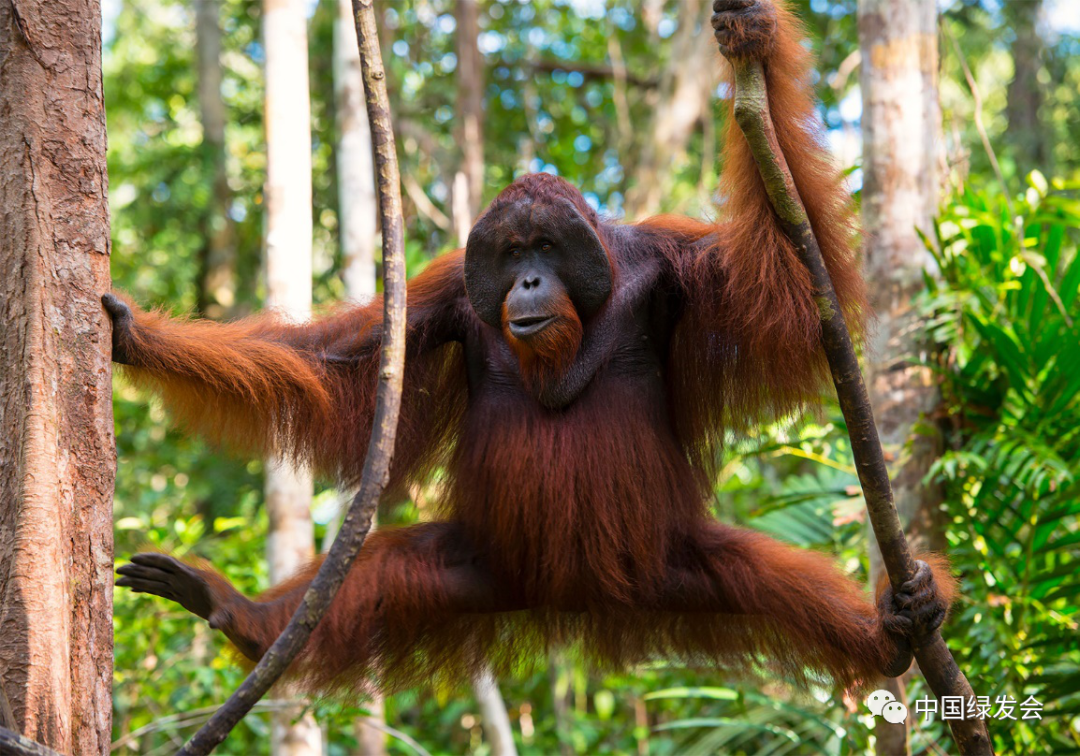 成年雄性红毛猩猩拥有宽大的脸颊,下巴上还有一个大大的"喉囔.