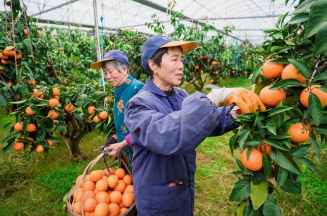 9万亩!"象山红美人"获国家地理标志证明商标