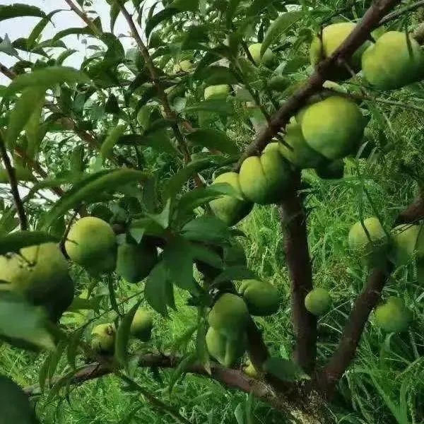 说到李子,很多人脑海里不免浮现出一身青色皮衣,带着酸爽气息的青李