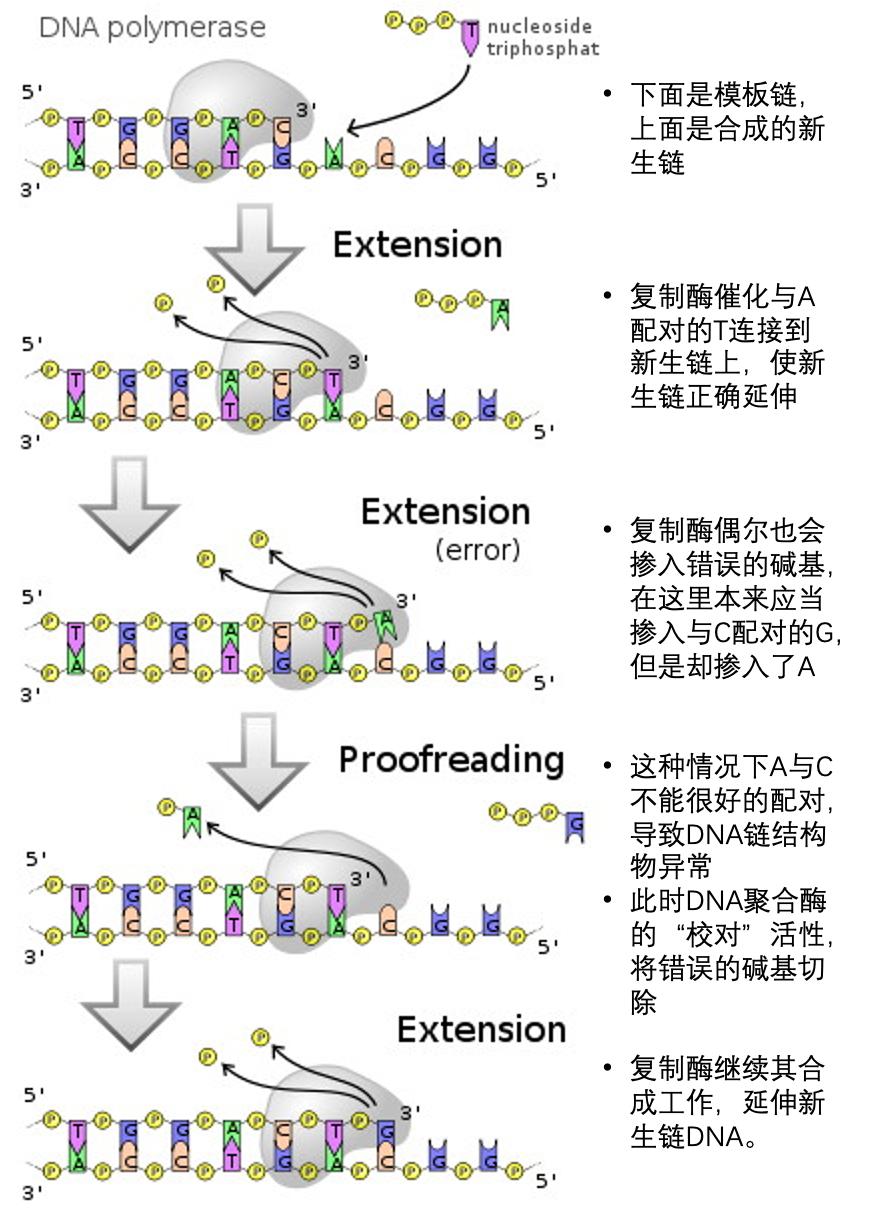 dna聚合酶催化dna新生链延伸,并具有校对活性.[6]