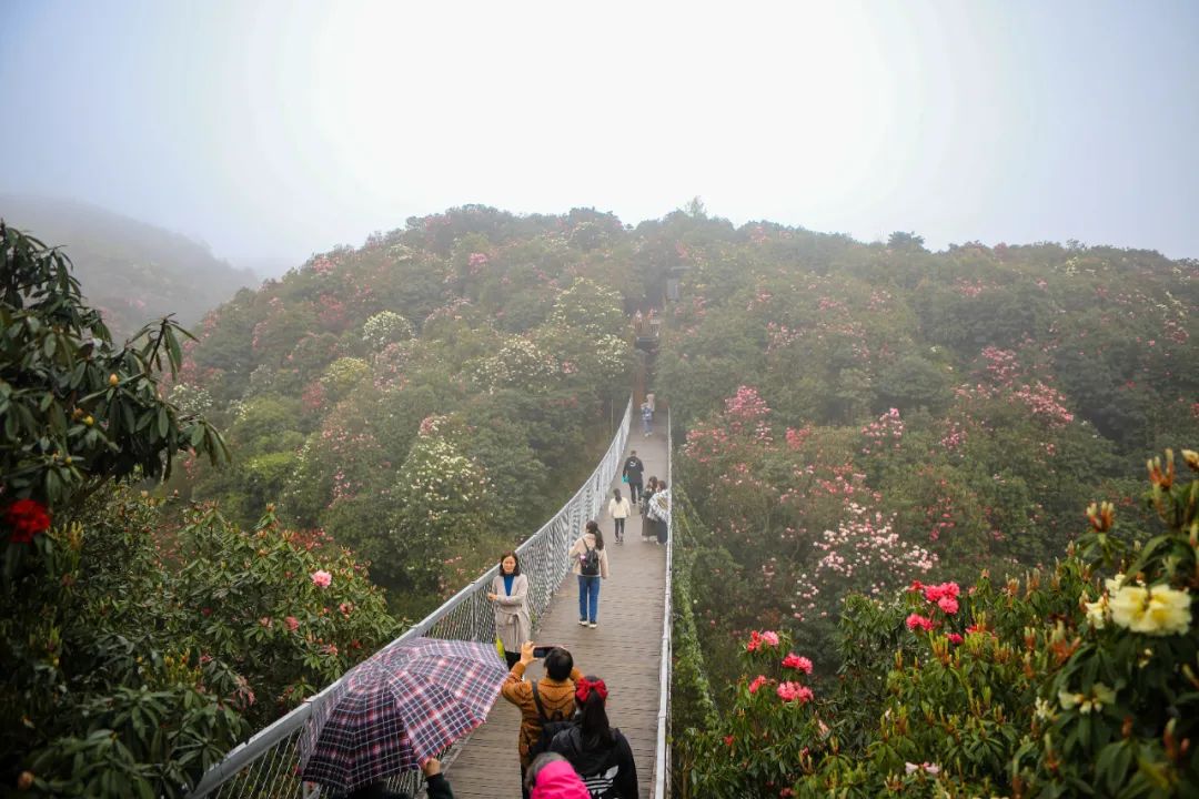 百里杜鹃普底乡:守住绿水青山 收获金山银山