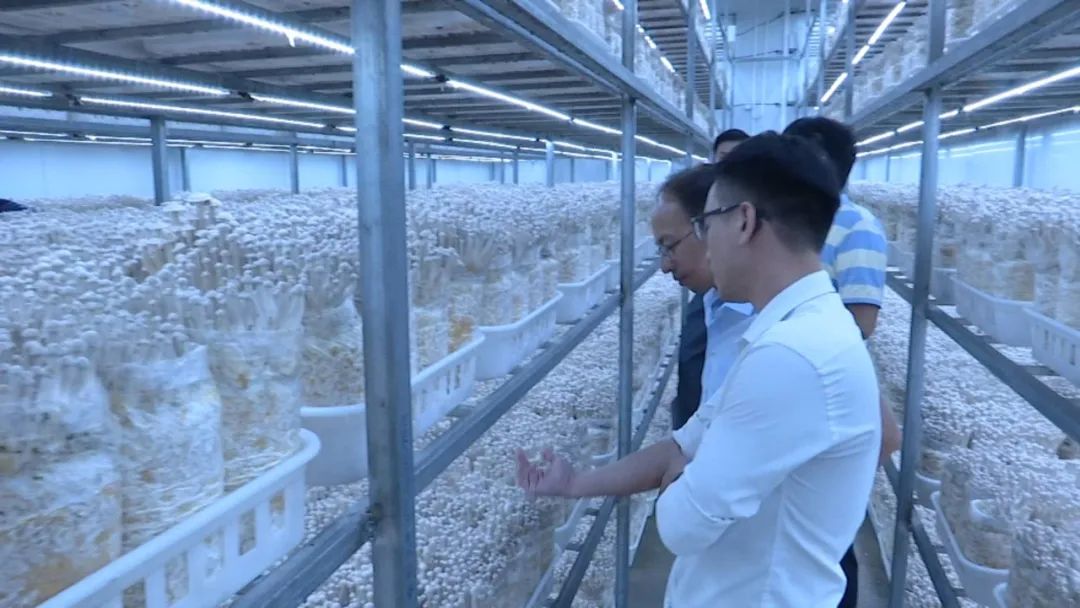 古田:校企对接 高端食用菌工厂化栽培技术稳步提升