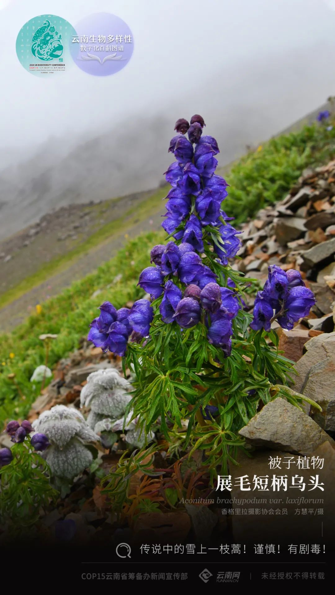 性数字化百科图谱被子植物展毛短柄乌头传说中的雪上一枝蒿谨慎有剧毒