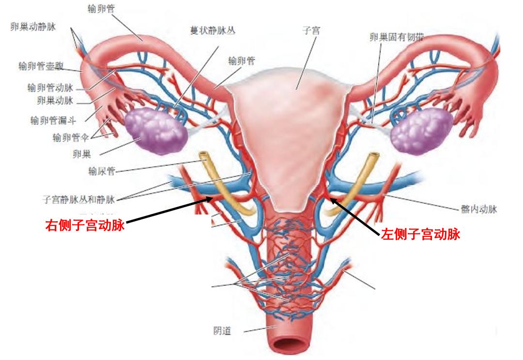 沿子宫侧壁迂曲上行,称子宫体支,行至子宫角处又分为底支,卵巢支及