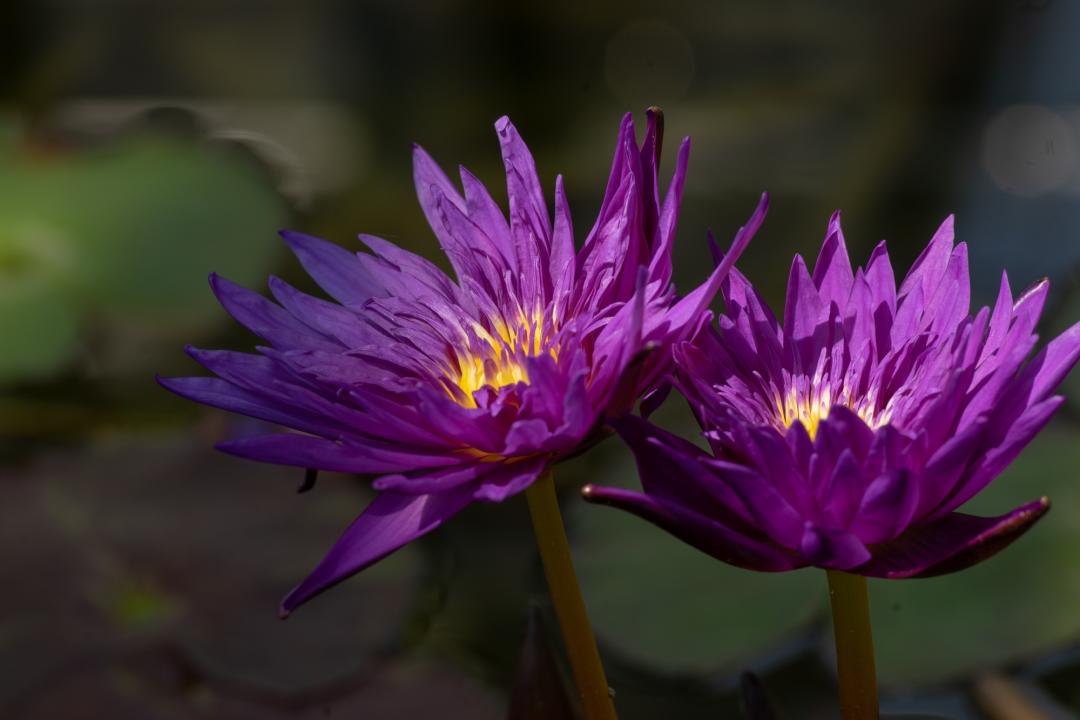 花色同样深紫,但是中心部位的花瓣会有白色,是2016年iwgs最佳热带睡莲