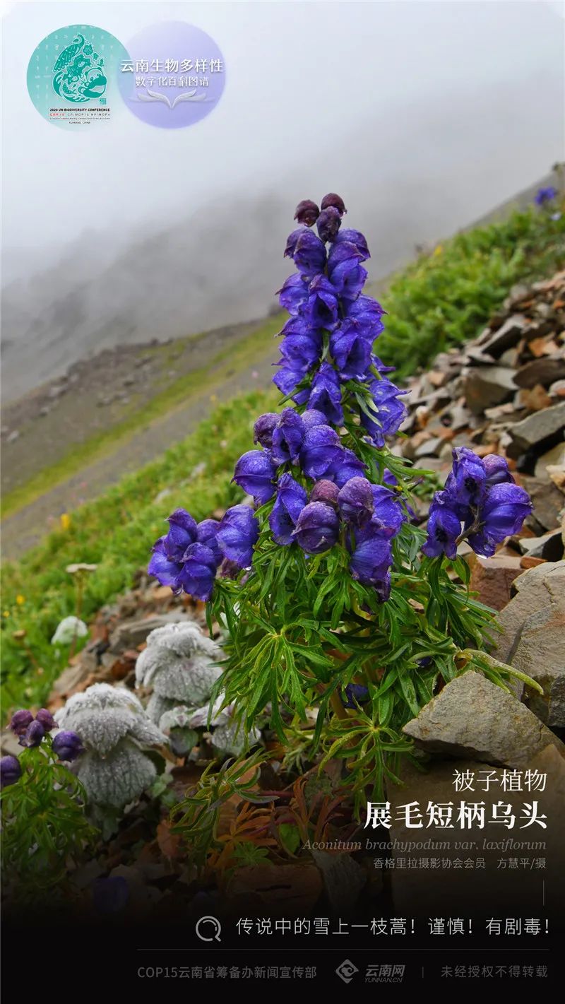 性数字化百科图谱被子植物展毛短柄乌头传说中的雪上一枝蒿谨慎有剧毒