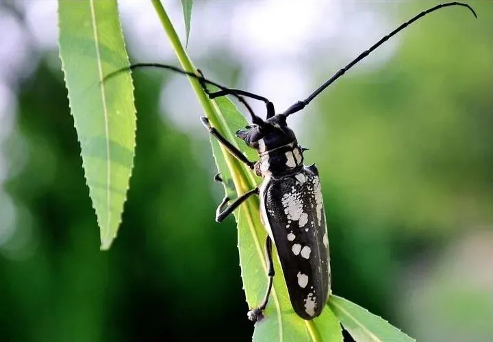 云斑天牛anoplophora chinensis 属于鞘翅目天牛科,在我国很多地方