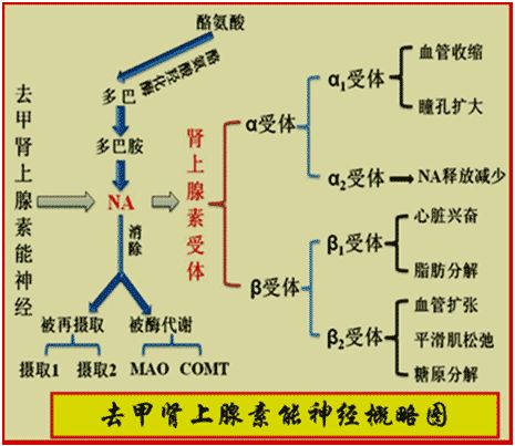 去甲肾上腺素(inn名称:norepinephrine,也称noradrenaline,缩写ne或na