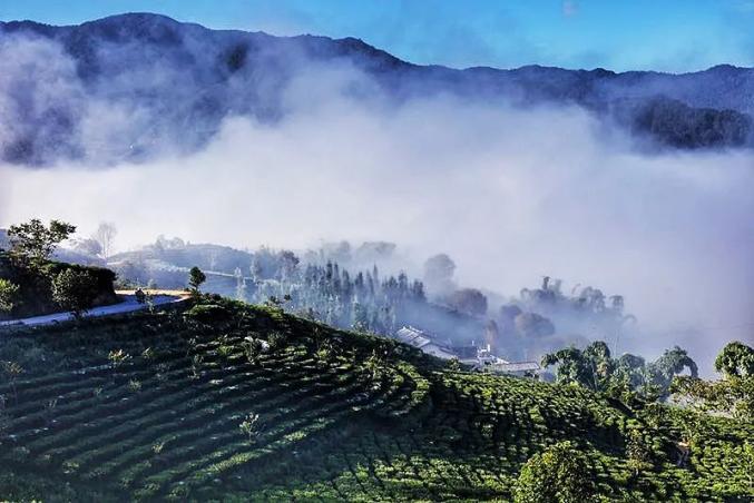 迎cop15看云南精彩 | 普洱市景东县持续推进生物多样性保护