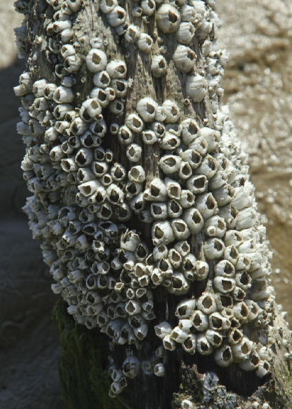 海滩上的鹅颈藤壶,图片来源 earthtouchnews
