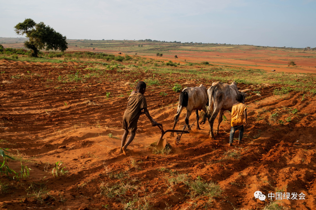 2021年5月2日,马达加斯加ambovombe区,孩子们试图用牛耕地.