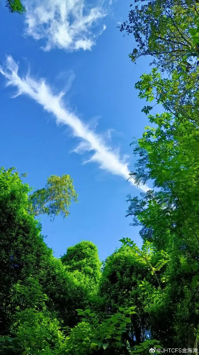 澎湃号>中国广州发布> 树叶把天空裱成一张风景画树叶碧绿,天空湛蓝