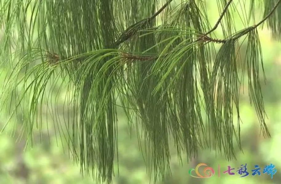 极小种群物种保护成效如何珍稀植物巧家五针松种群规模大量增加啦