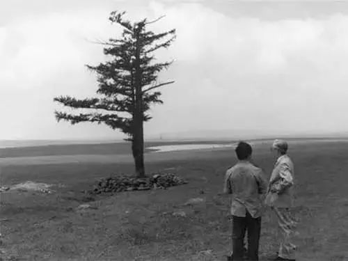这片516亩的落叶松林 就是"尚海林"1962年 王尚海成了塞罕坝机械林场