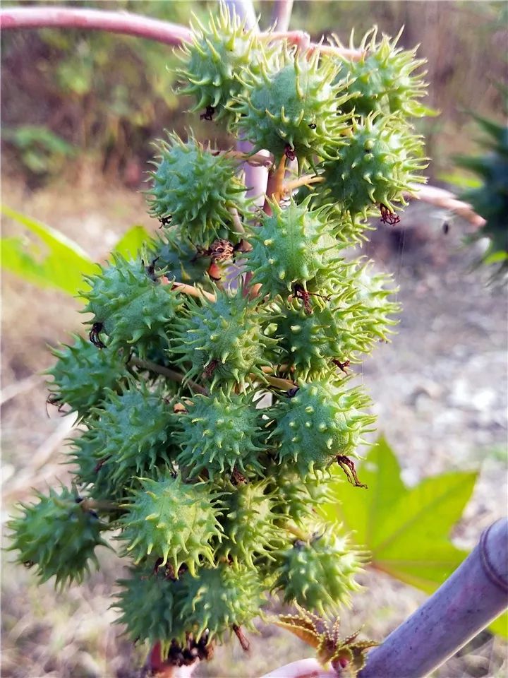 警惕这种花有毒别乱碰别乱吃赶紧告诉家里人