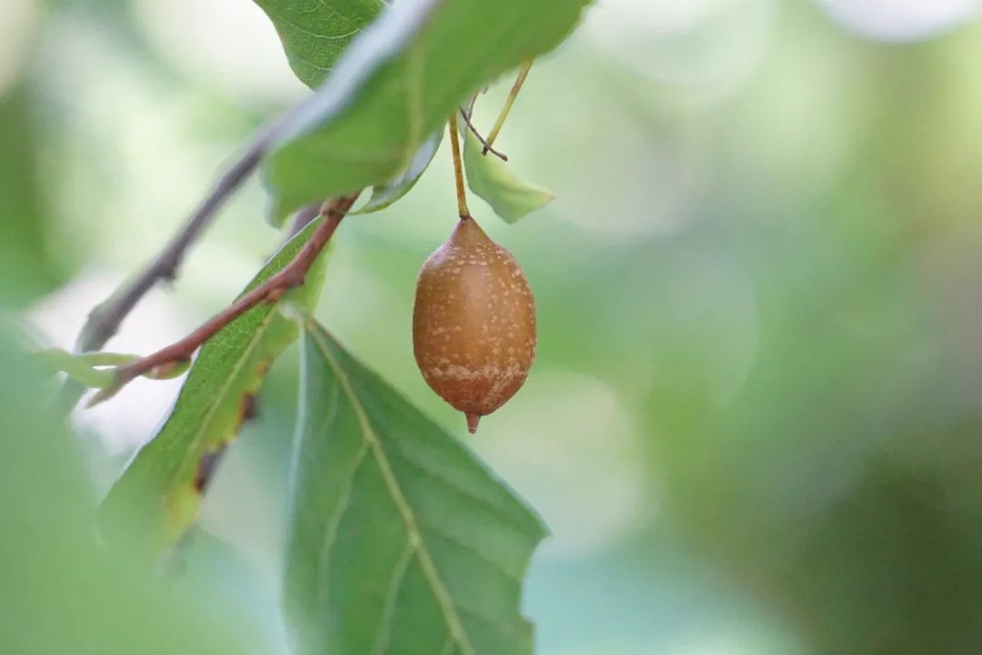 花赛茉莉果似秤锤的秤锤树