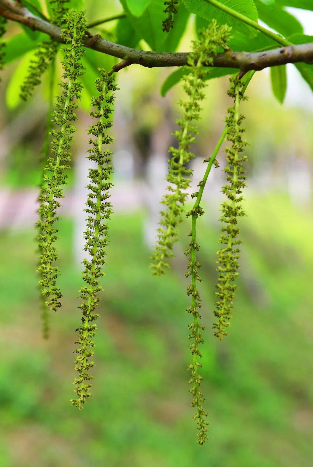 枫杨雌雄同株,雌花和雄花均为下垂的柔荑花序,但是分别开放.