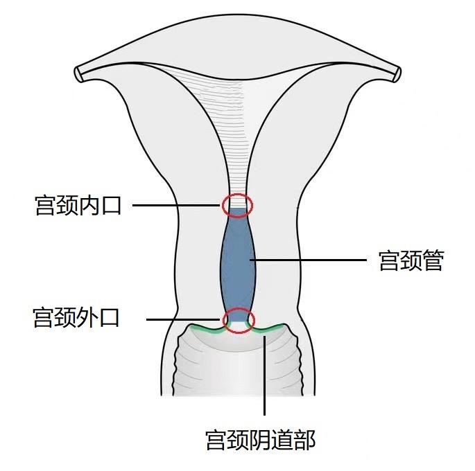 上端与子宫体相连,下端深入阴道,形状是圆柱形或圆锥形中空结构,光滑
