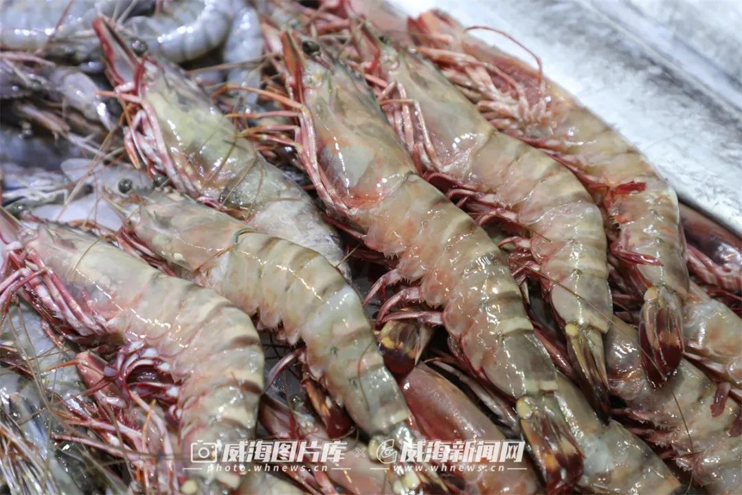 肥美壮实的大对虾