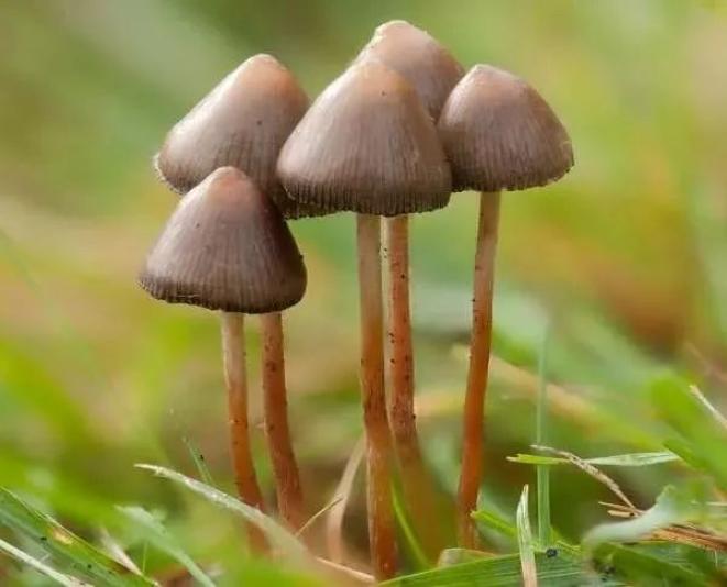 银川两市民采食野生蘑菇中毒红伞伞白杆杆害人的毒蘑菇你可别馋馋