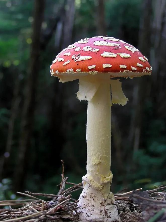 银川两市民采食野生蘑菇中毒红伞伞白杆杆害人的毒蘑菇你可别馋馋