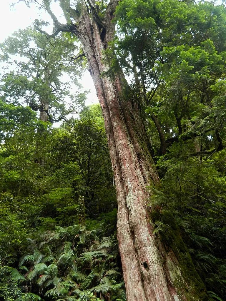 如今的阿里山神木是刀斧之下最后的幸存者