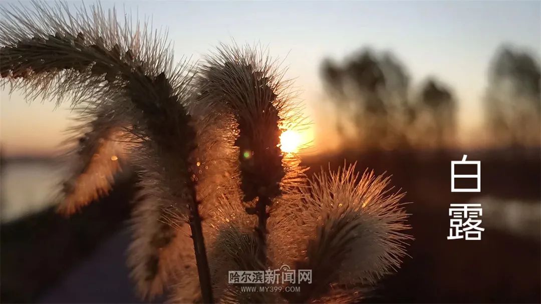 今日白露露从今夜白夜自此日凉