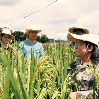 "繁优609"赣73优明占"野香优油丝"宜优673"等稻谷品种,经过多年