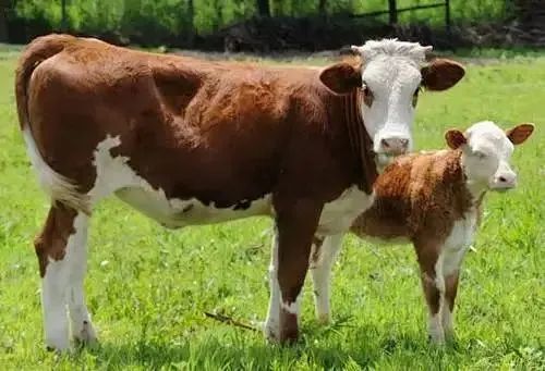 决策部署和推进肉牛生产发展及产业振兴,充分挖掘巴山牛优质种源优势