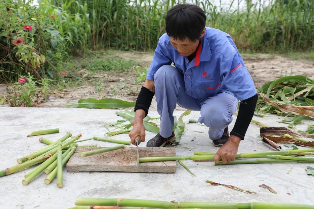 凉风至白露降尝尝金汇的白露枣和甜芦粟