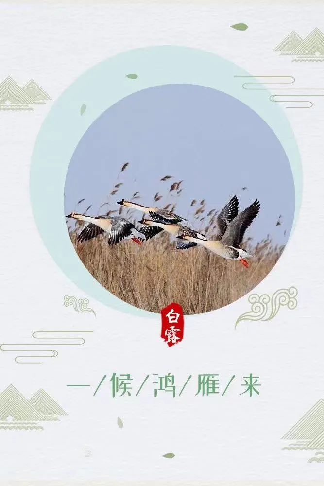 将白露分为三候中国古人根据对大自然的观察昼夜温差大但傍晚后气温便