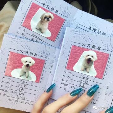 内的养犬市民只需两步即可完成犬只免疫证和养犬登记证,犬牌的办理