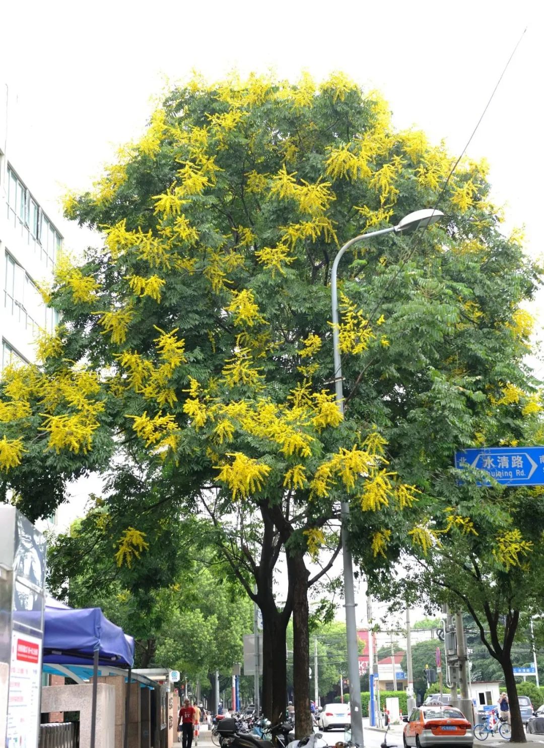 申城飘满黄金雨栾树正绚烂你家附近有没有