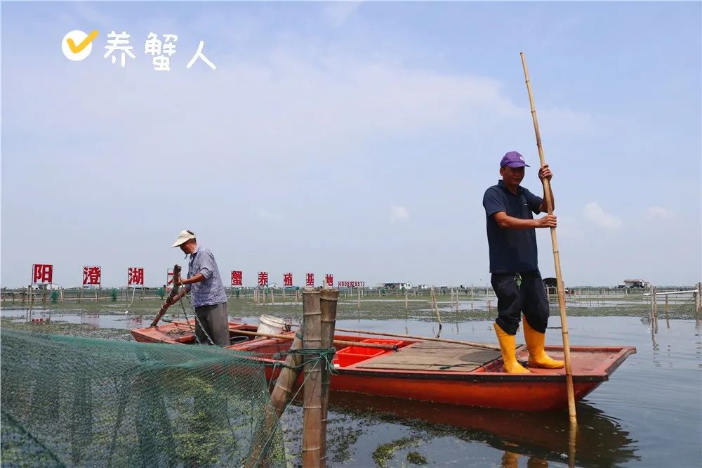 阳澄湖大闸蟹开捕在即