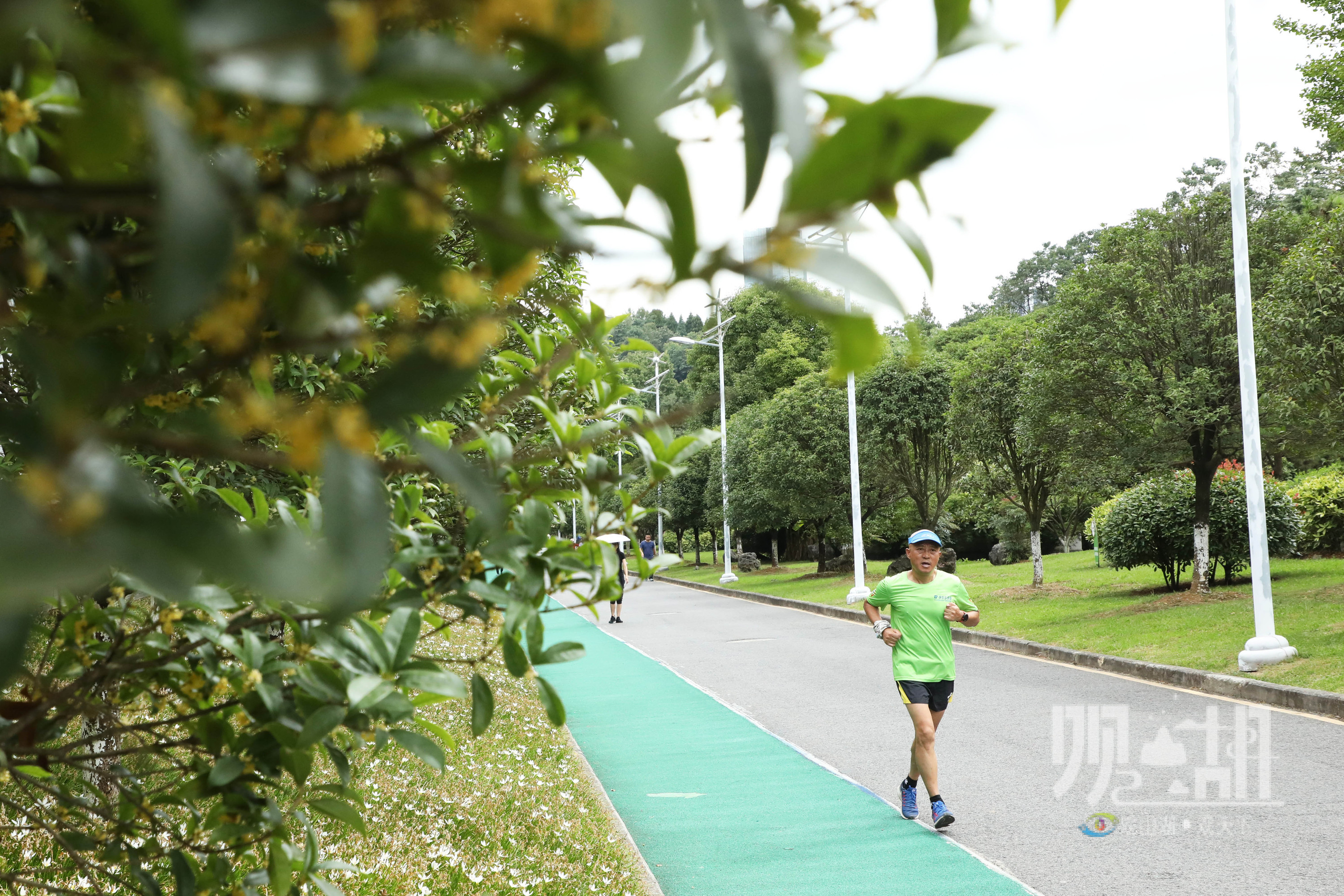 秋高气爽,桂花飘香,市民在观山湖公园晨跑