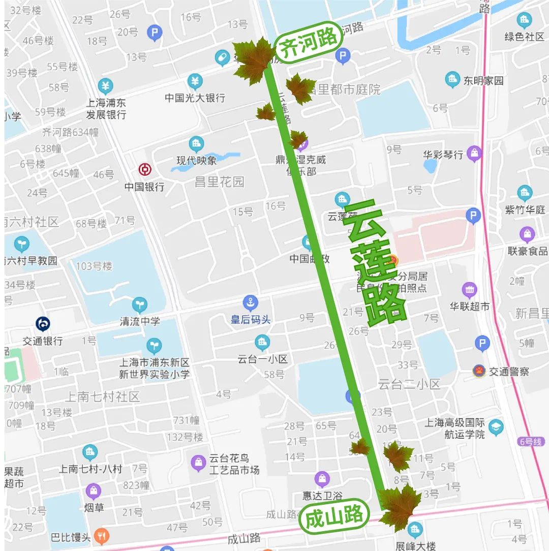 悬铃木云莲路(成山路—齐河路)悬铃木菏泽路(长岛路—胶东路)香樟春延