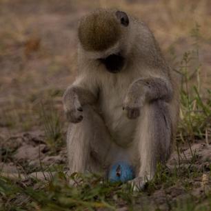 为什么有些猴子的蛋蛋是蓝色的?丨奇怪的动物知识