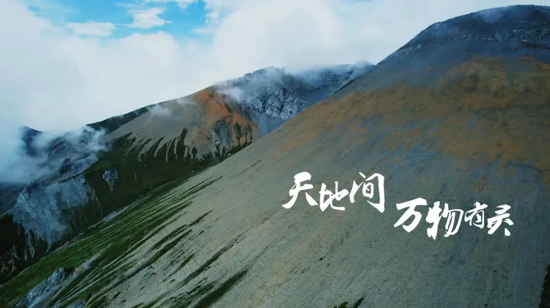 天地间,万物有灵 种群纷繁,皆相伴而生 一同栉风沐雨,行循自然