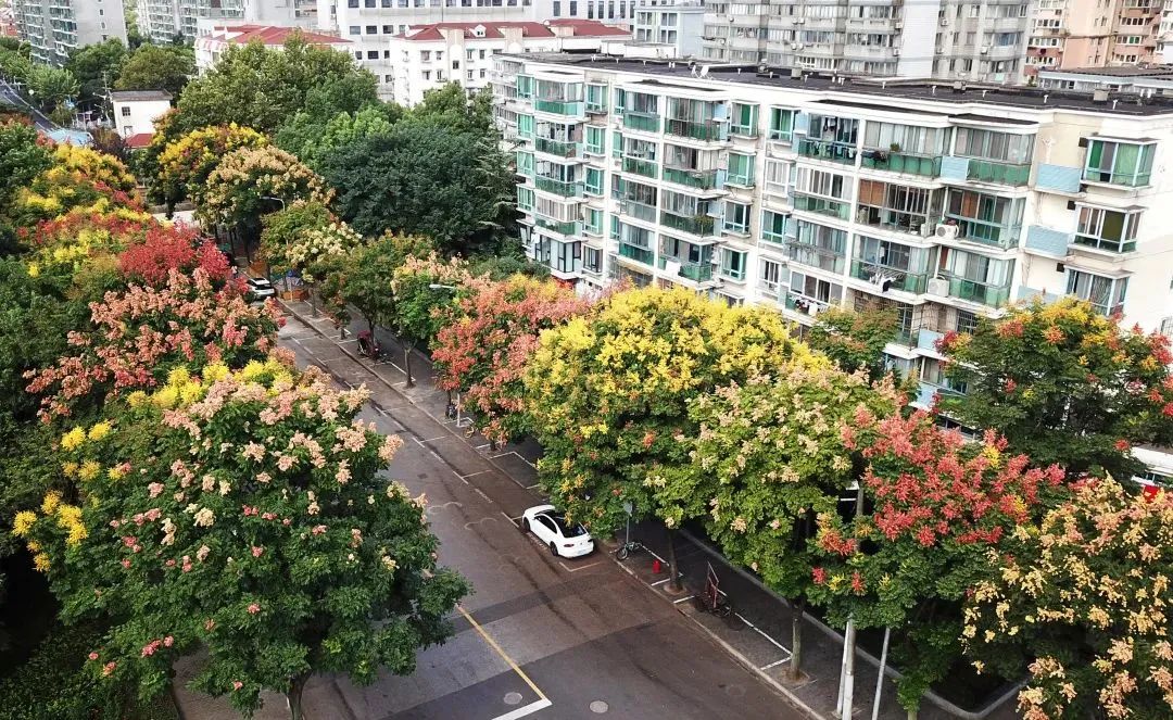 虹口这些地方的栾树花开,灿若星河,一起在线赏