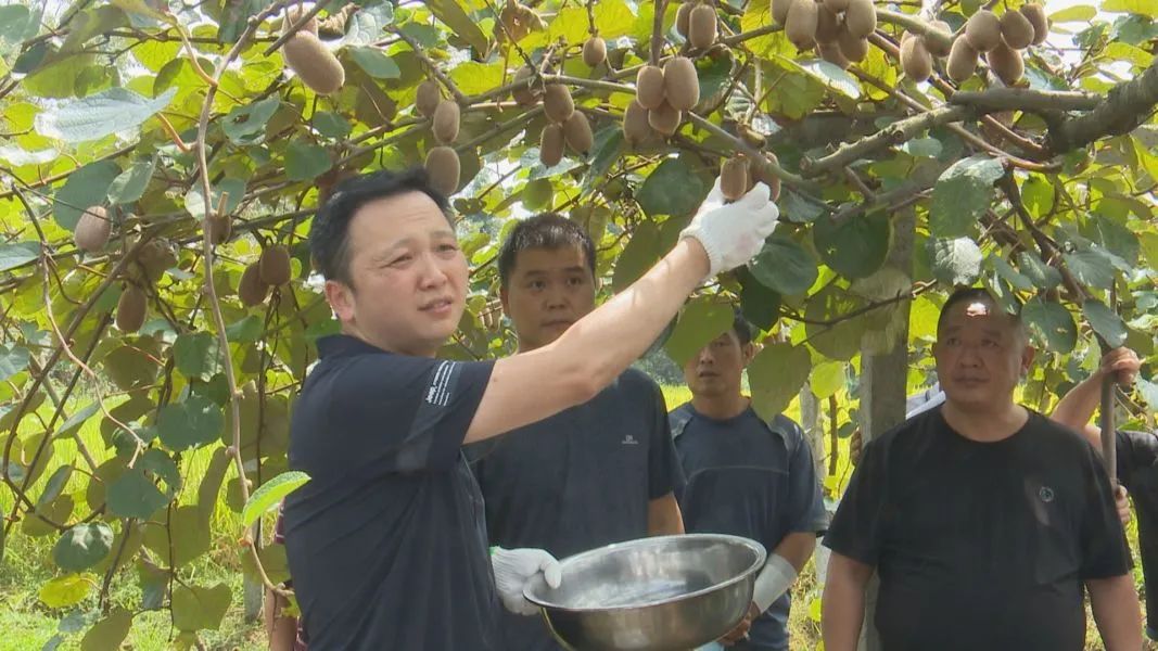 修文举行猕猴桃采后处理及生草栽培技术培训会