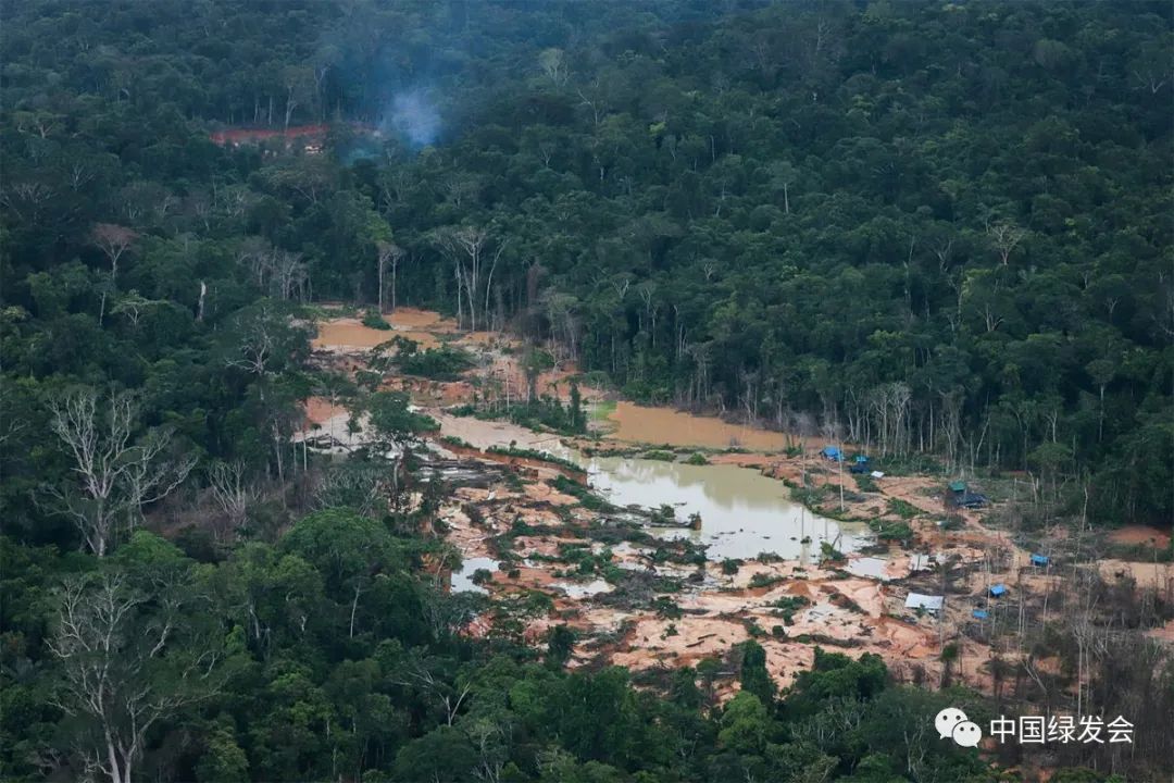 罗赖马州亚诺马米土著保护区内palimiú社区的非法野猫矿工.