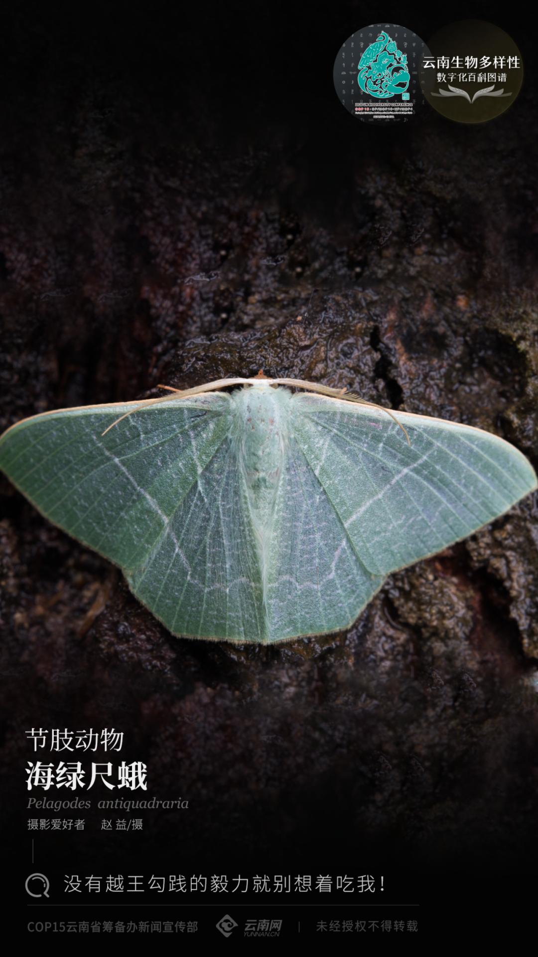 云南生物多样性数字化百科图谱节肢动物海绿尺蛾没有越王勾践的毅力就