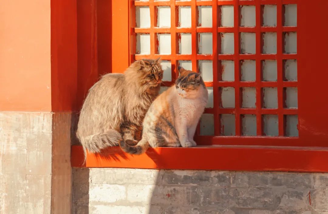 她把紫禁城的猫拍出了故事,这次又要拍100种故宫的色