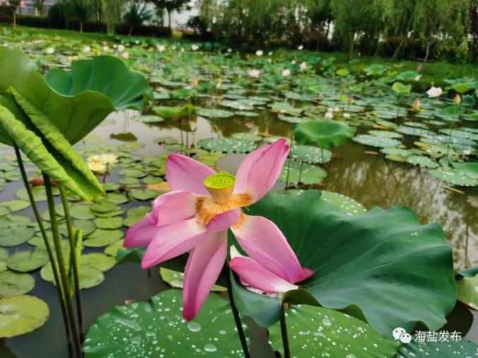 探寻共富"密码"|荷花池里探"永福"