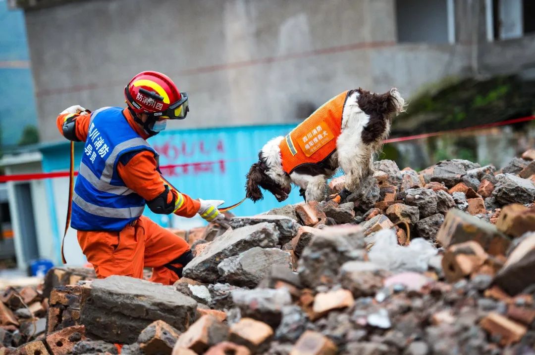 搜救犬也随队参与救援工作消防救援人员第一时间赶赴现场进行救援地震