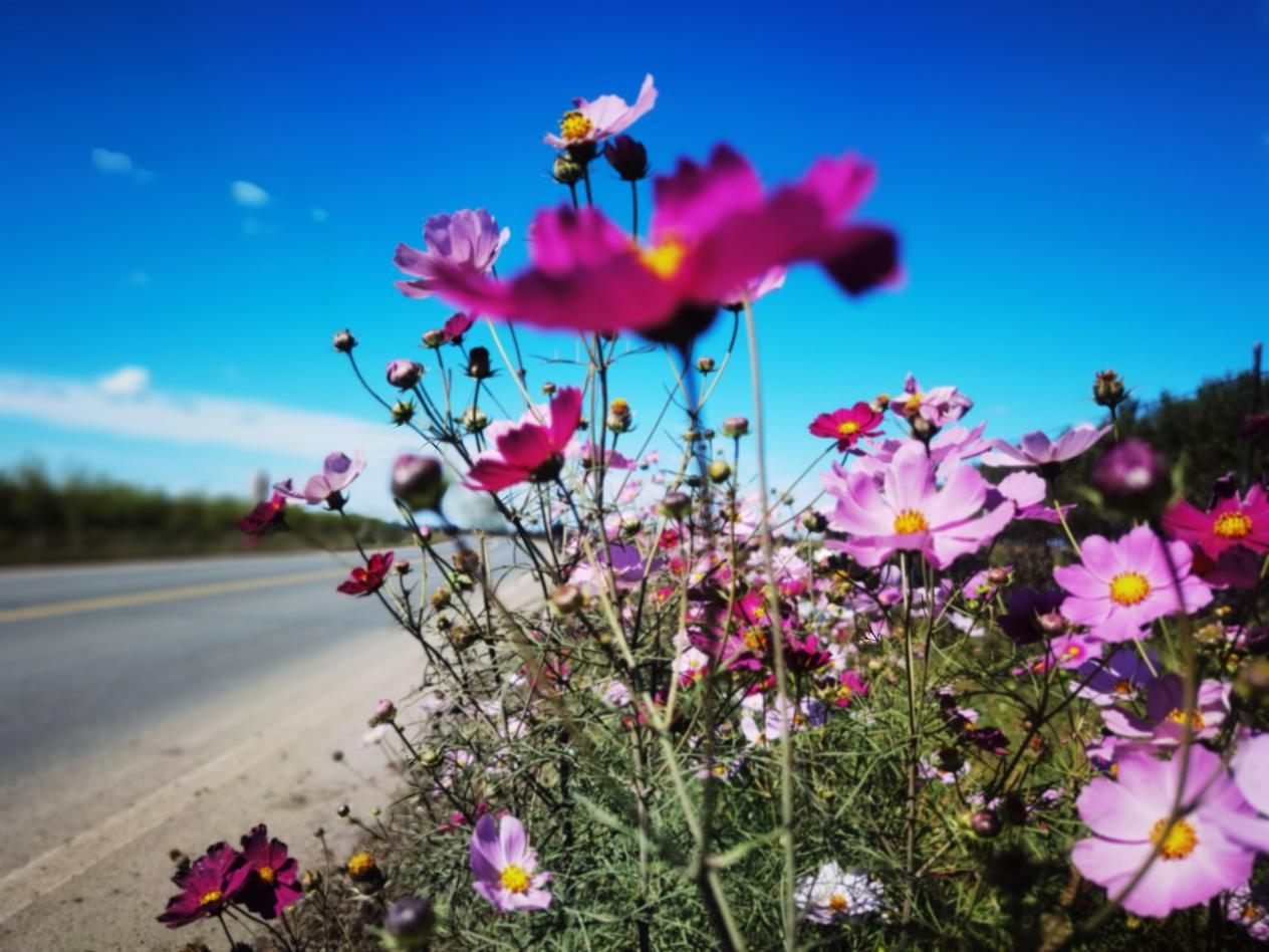 黑龙江明水成功引进格桑花一路风景一路花香