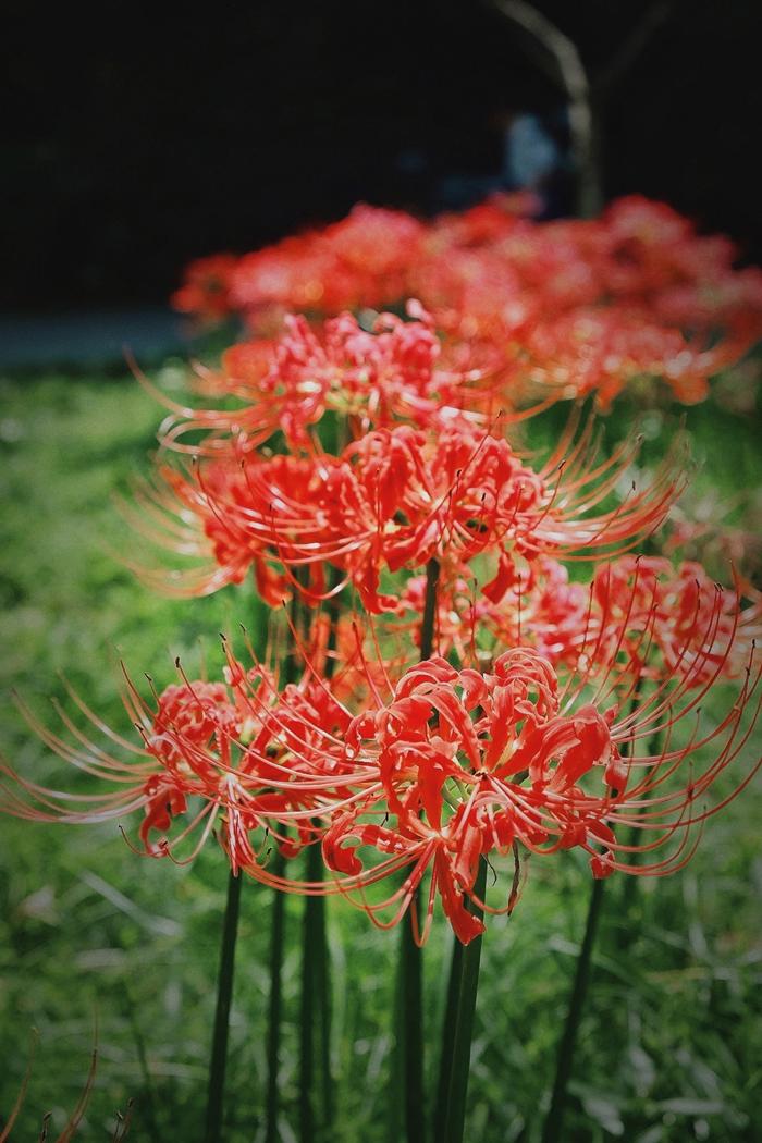 越多人知道了花的名字,代表小众浪漫的高频词"彼岸花"曼珠沙华"