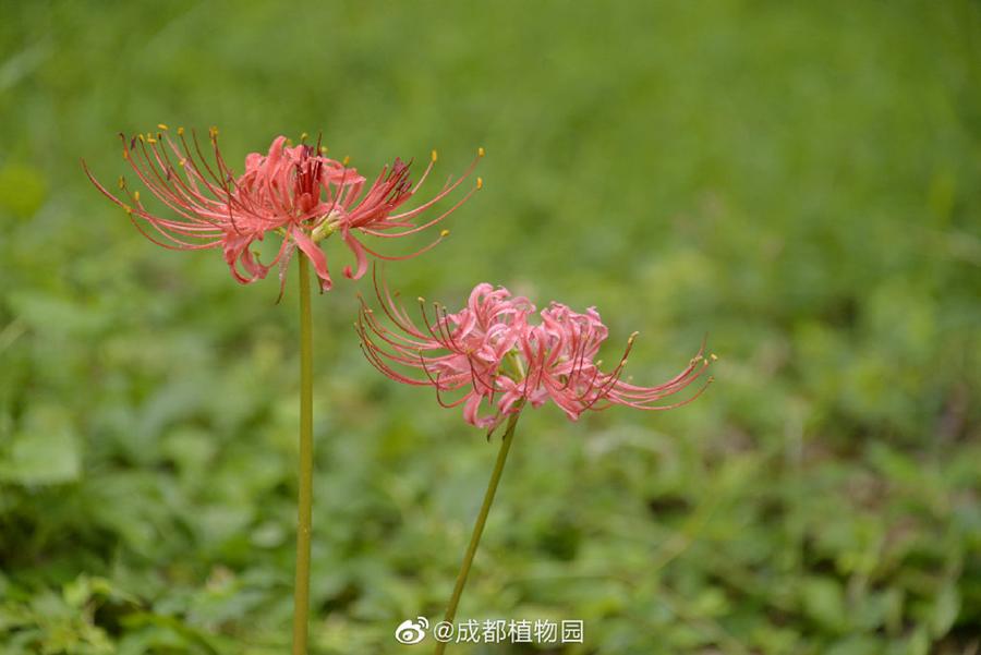 成都彼岸花正盛开!地铁1号线直达