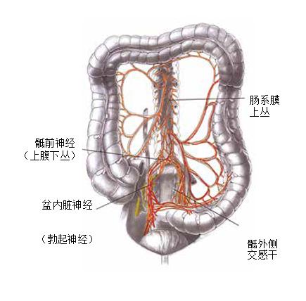 结肠直肠和肛门的外科解剖神经支配