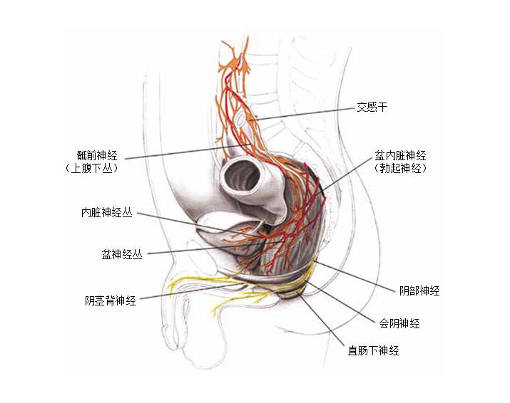 结肠直肠和肛门的外科解剖神经支配